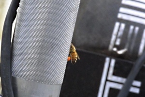 Buttonwillow Raceway