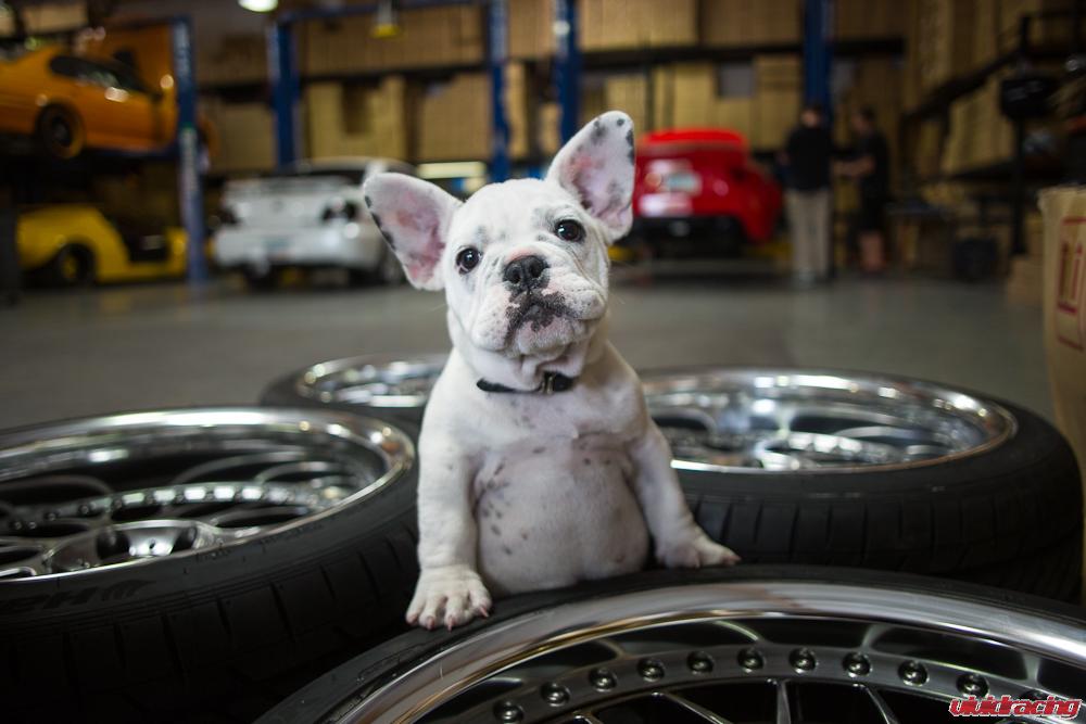 french-bulldog-work-wheels-1